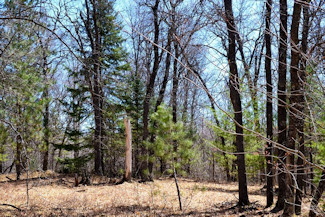 1.9 Acres Bordering National Forest!