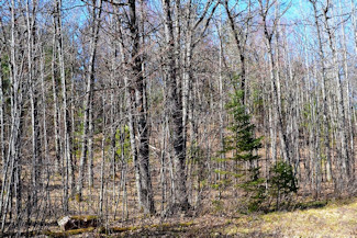 1.9 Acres Bordering National Forest!