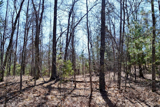 1.9 Acres Bordering National Forest!