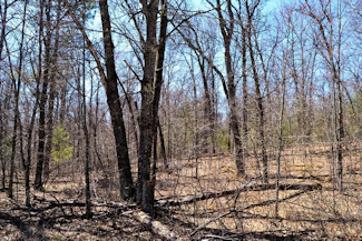 1.9 Acres Bordering National Forest!