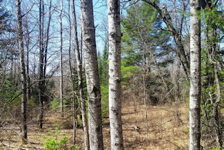 Northern WI Land Bordering National Forest!