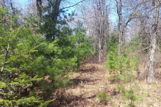 Northern WI Land Bordering National Forest!