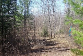 Northern WI Land Bordering National Forest!