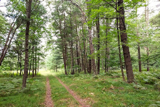 Secluded Wooded Land Near Crivitz, WI!