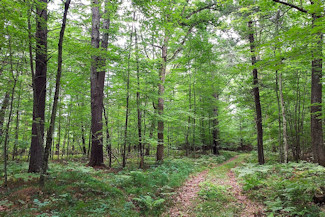 Secluded Wooded Land Near Crivitz, WI!