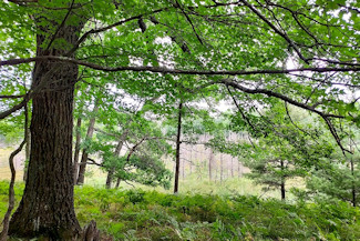 Secluded Wooded Land Near Crivitz, WI!