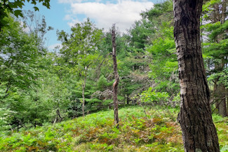 Secluded Wooded Land Near Crivitz, WI!