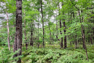 Secluded Wooded Land Near Crivitz, WI!