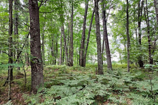 Northeast WI Land near Crivitz, WI!