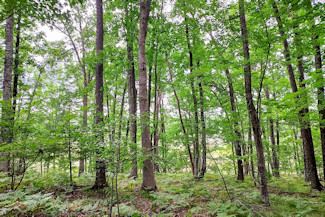 Northeast WI Land near Crivitz, WI!