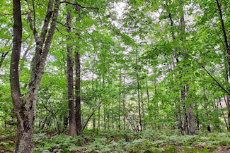 Northeast WI Land near Crivitz, WI!