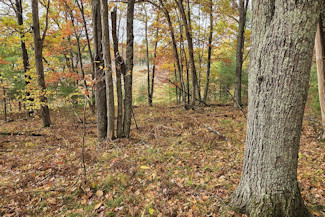 Be the King of the Hill!