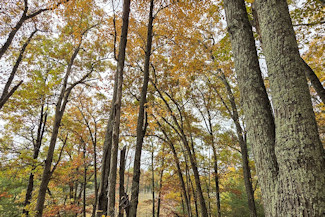 Be the King of the Hill!