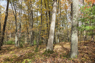 Be the King of the Hill!