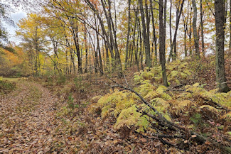 Be the King of the Hill!