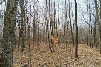 Northwest WI Acreage Near Namekagon River!