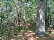 16+ Acres of Secluded Wisconsin River Waterfront Near Lake Tomahawk