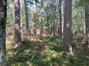 16+ Acres of Secluded Wisconsin River Waterfront Near Lake Tomahawk