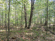 16+ Acres of Secluded Wisconsin River Waterfront Near Lake Tomahawk