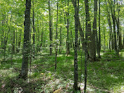 Prime Hunting, Fishing & Cabin Land Near Tomahawk, WI Prime Hunting, Fishing & Cabin Land Near Tomahawk, WI