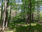 Prime Hunting, Fishing & Cabin Land Near Tomahawk, WI Prime Hunting, Fishing & Cabin Land Near Tomahawk, WI