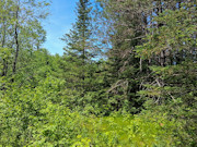 Wisconsin Hunting & Fishing Land for Sale - 10 Acres on the Somo River Wisconsin Hunting & Fishing Land for Sale - 10 Acres on the Somo River