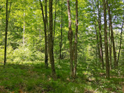Wisconsin Hunting & Fishing Land for Sale - 10 Acres on the Somo River Wisconsin Hunting & Fishing Land for Sale - 10 Acres on the Somo River