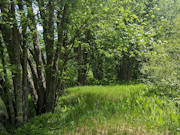 Wisconsin Hunting & Fishing Land for Sale - 10 Acres on the Somo River Wisconsin Hunting & Fishing Land for Sale - 10 Acres on the Somo River