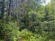 10 Wooded Acres with Somo River Frontage in Wisconsin's Northwoods 10 Wooded Acres with Somo River Frontage in Wisconsin's Northwoods