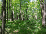 10 Wooded Acres with Somo River Frontage in Wisconsin's Northwoods 10 Wooded Acres with Somo River Frontage in Wisconsin's Northwoods