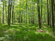 10 Wooded Acres with Somo River Frontage in Wisconsin's Northwoods 10 Wooded Acres with Somo River Frontage in Wisconsin's Northwoods