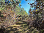 3-Acre Wisconsin Getaway Near Lake Petenwell & Public Land