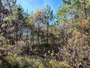 3-Acre Wisconsin Getaway Near Lake Petenwell & Public Land 3-Acre Wisconsin Getaway Near Lake Petenwell & Public Land