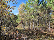 3-Acre Wisconsin Getaway Near Lake Petenwell & Public Land 3-Acre Wisconsin Getaway Near Lake Petenwell & Public Land
