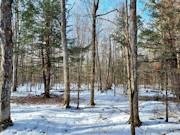 10-Acre Hunting Land Near Flambeau River