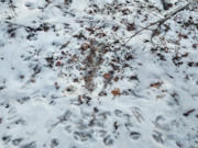 3.6-Acre Wooded Land Near Phillips, WI