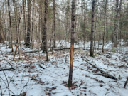 3.6-Acre Wooded Land Near Phillips, WI
