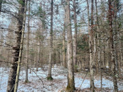 3.6-Acre Wooded Land Near Phillips, WI