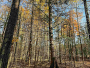 3+ Acres of Secluded Lakeview Land for Sale near Phillips, WI