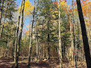 3+ Acres of Secluded Lakeview Land for Sale near Phillips, WI