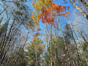 Secluded 3 Acres Near Phillips, WI: Lake Views, Hunting, Fishing