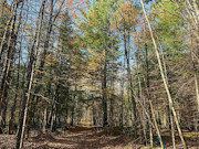 Secluded 3 Acres Near Phillips, WI: Lake Views, Hunting, Fishing