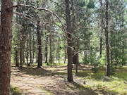 5 Acres of Improved Buildable Land Near Rhinelander, WI