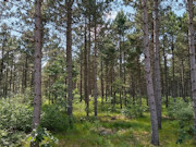 2 Acres of Buildable Wooded Land Near Rome, WI