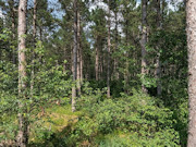 2 Acres of Buildable Wooded Land Near Rome, WI