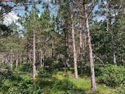 2 Acres of Buildable Wooded Land Near Rome, WI 2 Acres of Buildable Wooded Land Near Rome, WI