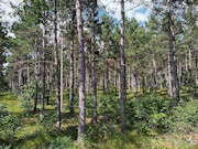2 Acres of Buildable Wooded Land Near Rome, WI 2 Acres of Buildable Wooded Land Near Rome, WI