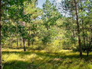 2 Acres of Buildable Wooded Land Near Rome, WI 2 Acres of Buildable Wooded Land Near Rome, WI