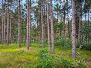 2 Acres of Buildable Wooded Land Near Rome, WI