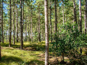 2 Acres of Buildable Wooded Land Near Rome, WI